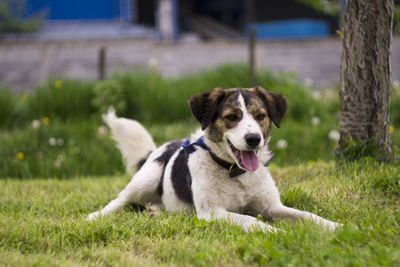 Portrait of dog sitting on field