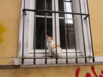 Cat sitting on window sill of building