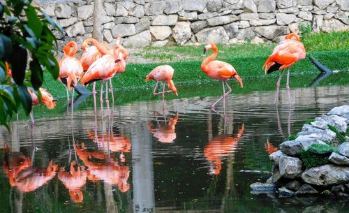 Flock of birds in lake