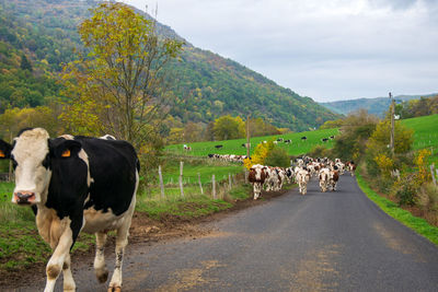 Cows grazing on road against sky