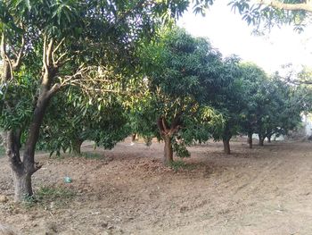 Trees on field