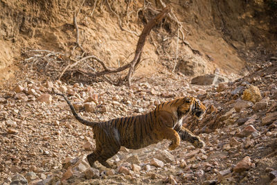 Side view of cat on rock