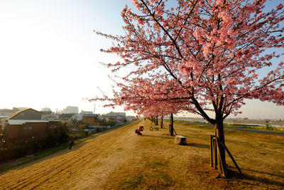 Trees in park