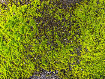 Full frame shot of plants growing on land