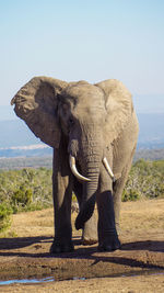 Full length of elephant standing on land