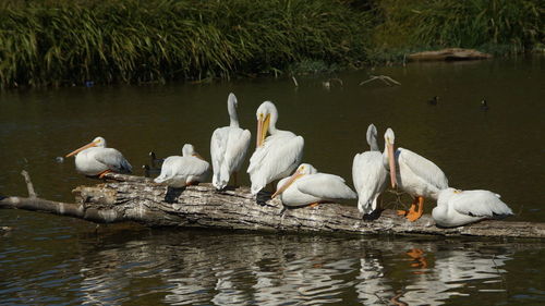 Pelicans perching on driftwood in lake