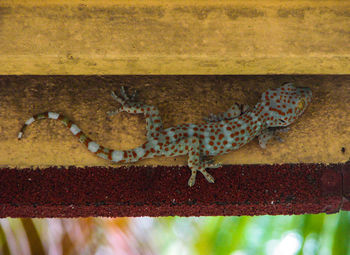 Close-up of lizard on ground