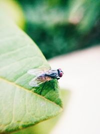 Close-up of housefly on leaf