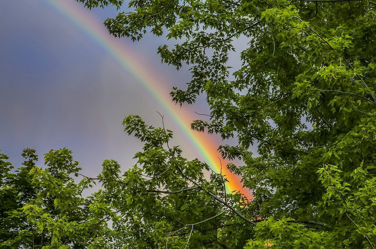 LOW ANGLE VIEW OF RAINBOW OVER TREES AGAINST SKY