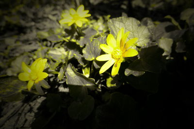 High angle view of yellow flowering plant on field