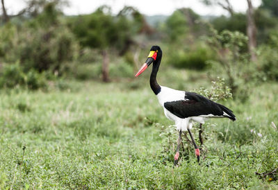 Side view of bird on grass