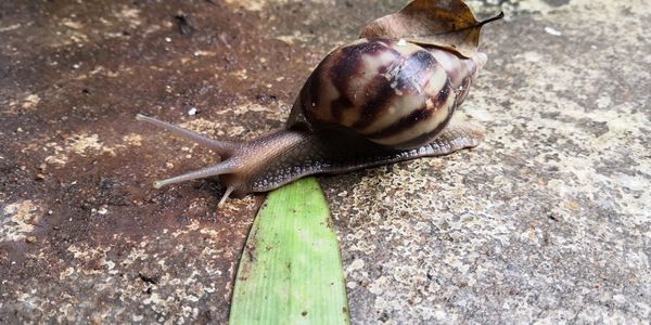 High angle view of snail