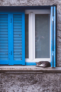 Cat looking through window of a building