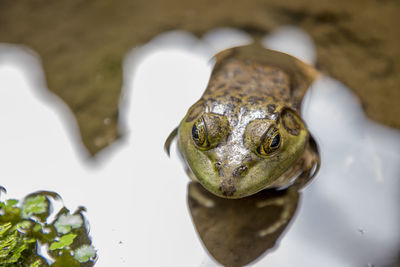 Close-up of frog swimming in water