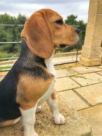 Close-up of a dog looking away