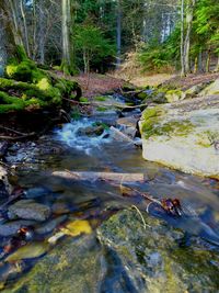 River flowing through forest