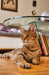 Cat sitting on table at home