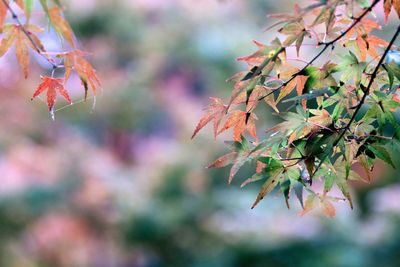 Close-up of maple tree