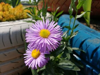 Close-up of purple flower
