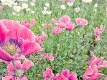 Close-up of pink flower