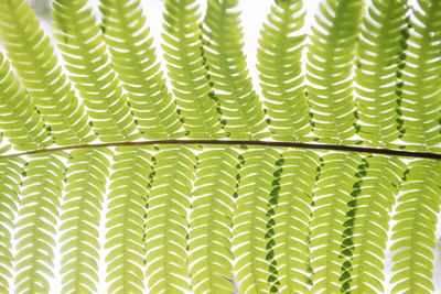 Full frame shot of green plants