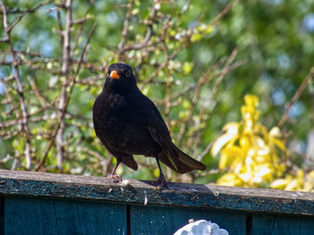 Close-up of bird perching on wood