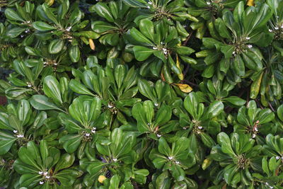 Full frame shot of green flowers