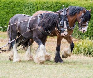 Horses running in a field