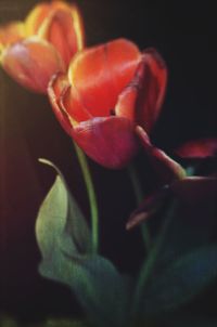 Close-up of red flowers