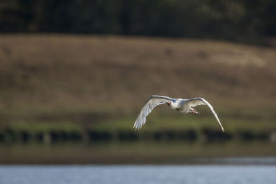 Seagull flying