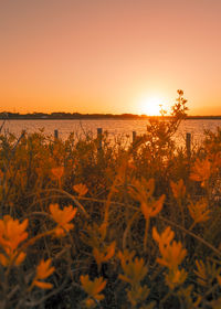 Scenic view of sea against clear sky during sunset