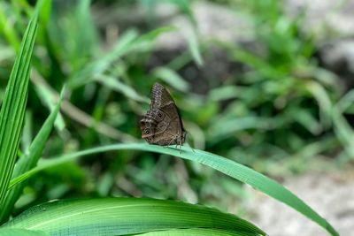 Butterfly on leaf