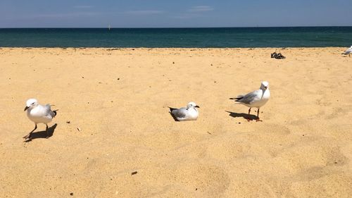 Seagulls on beach