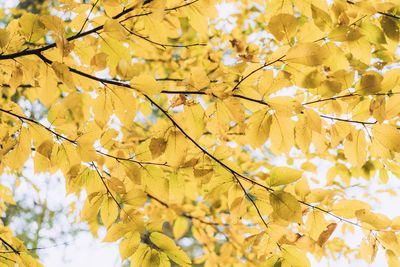 Low angle view of flowering tree against sky