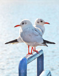 Close-up of seagull perching on wooden post