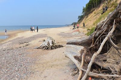 Dead tree with people in background