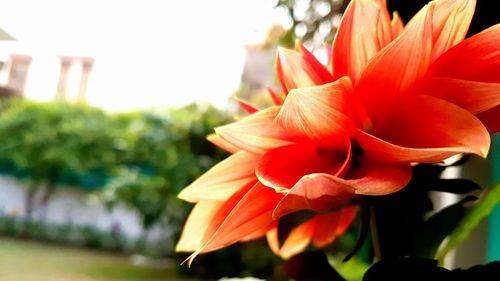 Close-up of day lily blooming outdoors