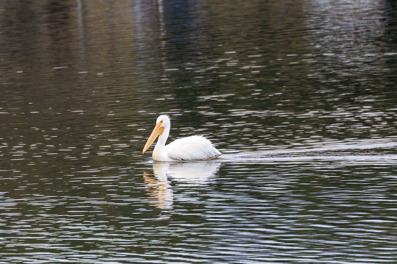 water, animal themes, animal, animal wildlife, wildlife, bird, one animal, pelican, lake, reflection, waterfront, no people, day, nature, rippled, swimming, water bird, beak, beauty in nature, outdoors, white