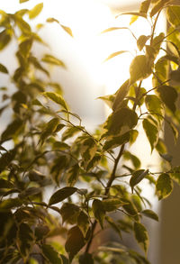 Low angle view of leaves against sky