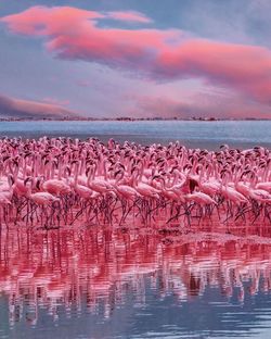 Birds in lake