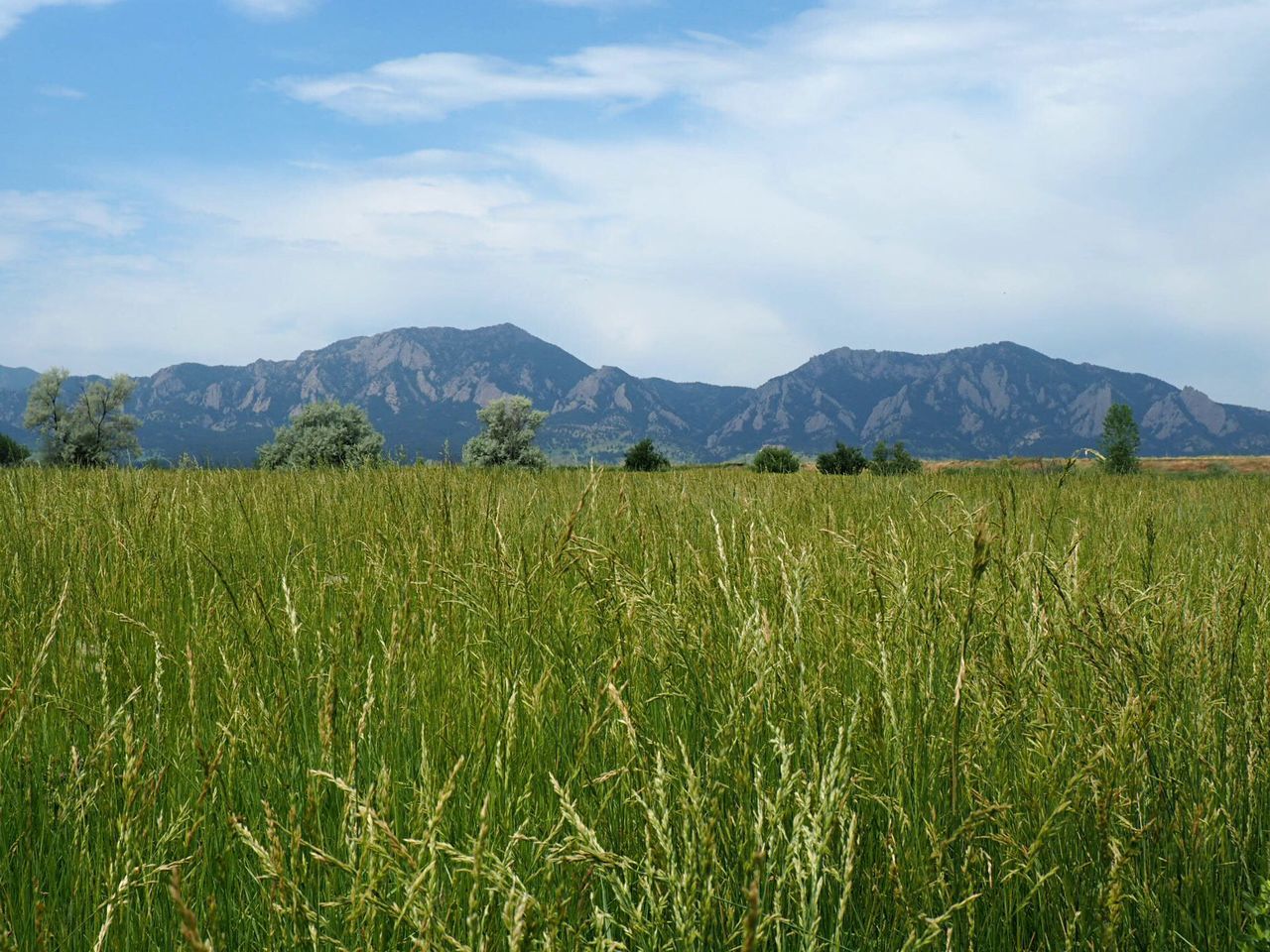 landscape, tranquil scene, field, agriculture, tranquility, rural scene, beauty in nature, scenics, growth, sky, nature, crop, farm, mountain, grass, cultivated land, green color, plant, yellow, idyllic