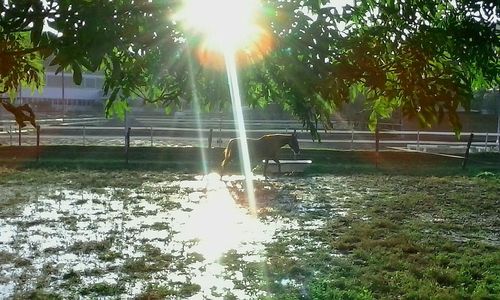 Sun shining through trees