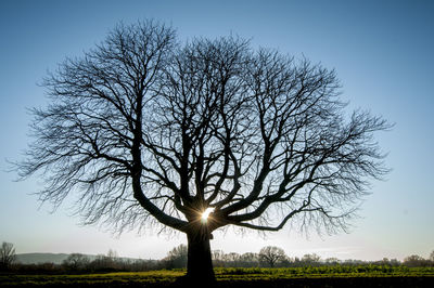 Bare tree on field against clear sky