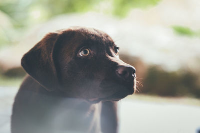 Close-up of a dog looking away