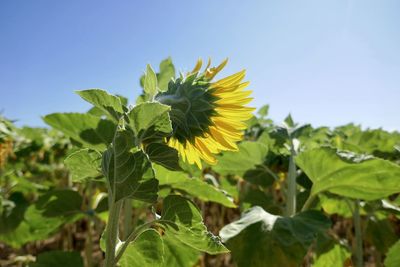 Close-up of yellow flowering plant against sky