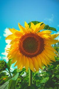 Close-up of sunflower blooming on field against sky