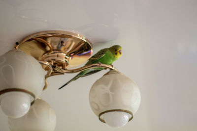 Close-up of bird perching on glass
