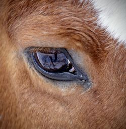 Close-up of a horse eye