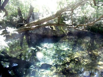 Surface level of stream in forest