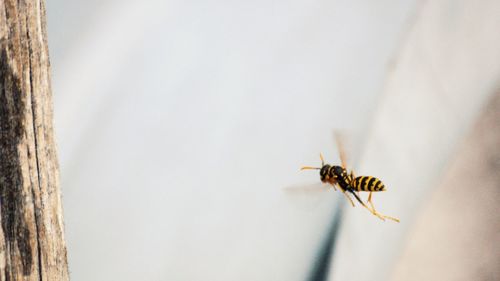 Close-up of bee on wall